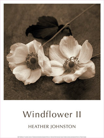 Windflower Ii by Heather Johnston Pricing Limited Edition Print image