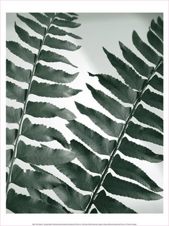 Fern Detail Ii by Boyce Watt Pricing Limited Edition Print image