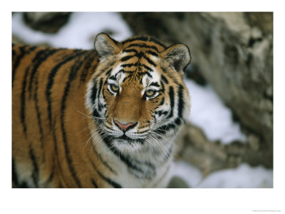 A Siberian Tiger Wanders In Her Outdoor Enclosure by Joel Sartore Pricing Limited Edition Print image