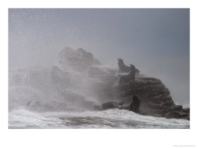 Storm Waves Crash Over California Sea Lions by Ralph Lee Hopkins Pricing Limited Edition Print image