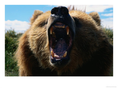 Looking Down The Roaring Mouth Of A Grizzly Bear (Ursus Arctos) Alaska, Usa by Mark Newman Pricing Limited Edition Print image
