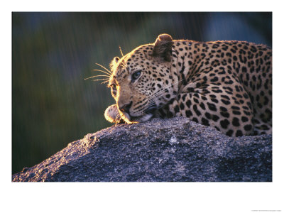 Close View Of A Leopard Sunning Himself On A Rock In South Africa by Kim Wolhuter Pricing Limited Edition Print image