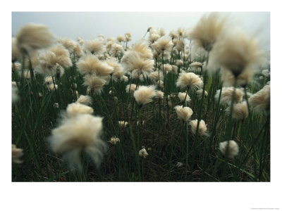 Cotton Grass Grows On Bolshoy Shantar Island by Klaus Nigge Pricing Limited Edition Print image