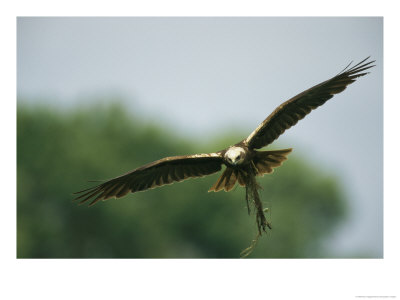 Raptor In Flight With Nest Building Material In Its Talons by Klaus Nigge Pricing Limited Edition Print image