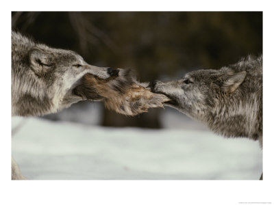 Two Gray Wolves Tussle For A Scrap Of Elk Hide by Jim And Jamie Dutcher Pricing Limited Edition Print image