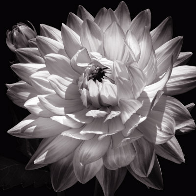 White Dahlia Ii by Caroline Kelly Pricing Limited Edition Print image