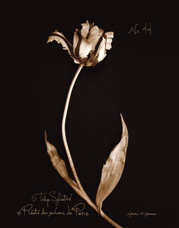 Tulip Sylvestrie No. 44 by Natasha D'schommer Pricing Limited Edition Print image