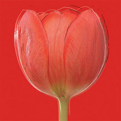 Red Tulip by Jan Lens Pricing Limited Edition Print image
