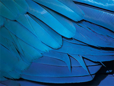Feathers by Rainer Kiedrowsky Pricing Limited Edition Print image