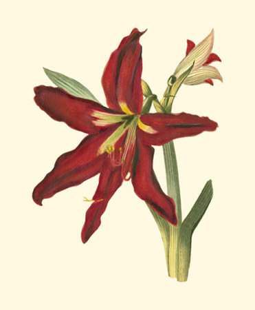 Amaryllis Ii by Cooke Pricing Limited Edition Print image