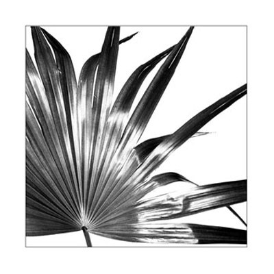 Black And White Palm I by Jason Johnson Pricing Limited Edition Print image