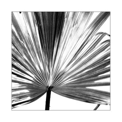 Black And White Palm Iii by Jason Johnson Pricing Limited Edition Print image