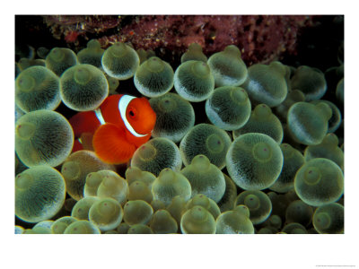 Spinecheek Anemonefish, Papua New Guinea by Michele Westmorland Pricing Limited Edition Print image