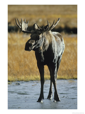 A Young Bull Moose by George Herben Pricing Limited Edition Print image