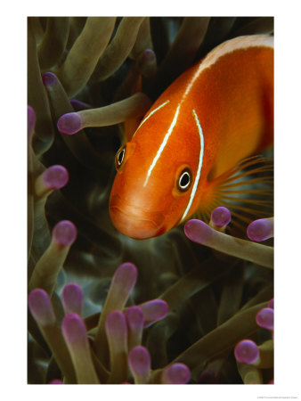A Pink Anemonefish In The Tentacles Of A Sea Anemone by Tim Laman Pricing Limited Edition Print image