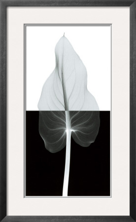 Calla Leaf Ii by Steven N. Meyers Pricing Limited Edition Print image