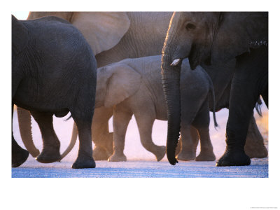 Elephants (Loxodonta Africana), Bwabwata National Park, Namibia by Andrew Parkinson Pricing Limited Edition Print image