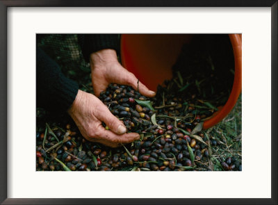 Olives Are Harvested For Olive Oil Production by Ira Block Pricing Limited Edition Print image