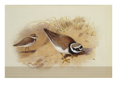 A Little Ringed Plover by Archibald Thorburn Pricing Limited Edition Print image