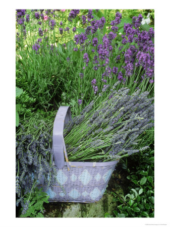 Herb Still Life With Lavender (Lavandula Officinalis) In Mauve Basket Against L. Hidcote In Garde by Linda Burgess Pricing Limited Edition Print image
