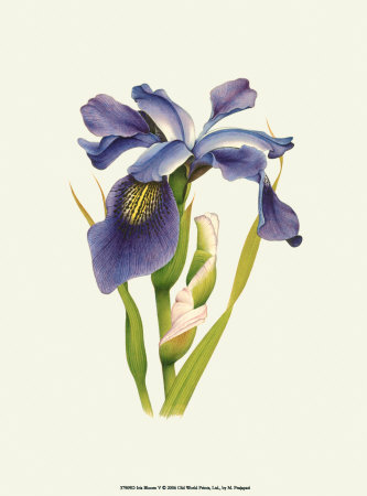 Iris Bloom V by M. Prajapati Pricing Limited Edition Print image