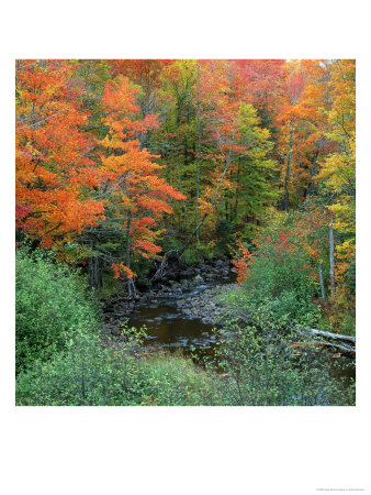 Trees With Fall Foliage Near River by Karl Neumann Pricing Limited Edition Print image