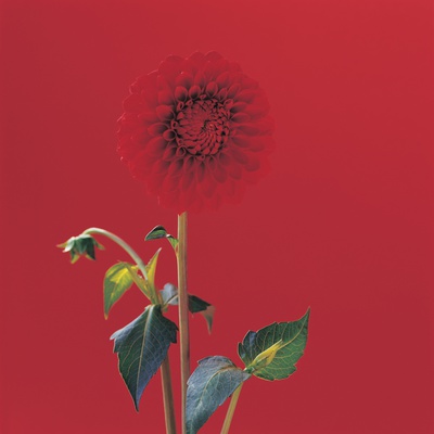 Red Dahlia by Heide Benser Pricing Limited Edition Print image