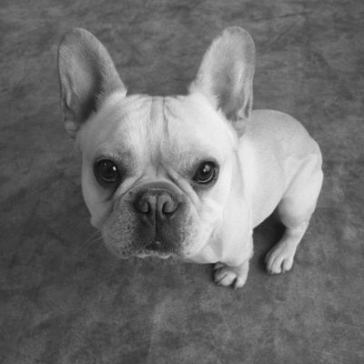 French Bulldog by David Sutton Pricing Limited Edition Print image