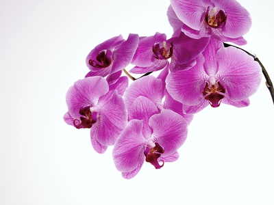 Purple Orchids by Bernd Vogel Pricing Limited Edition Print image