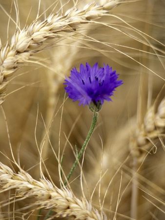Bachelor Button Flower In Wheat Field by Dennis Frates Pricing Limited Edition Print image