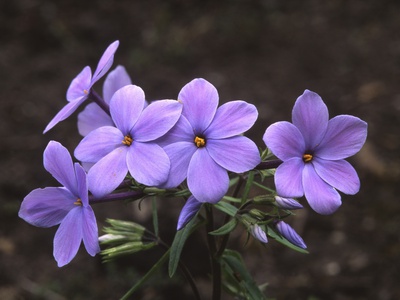 Violet Colored Flowers by John W. Warden Pricing Limited Edition Print image