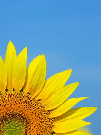 Sunflowers by Yukihiro Fukuda Pricing Limited Edition Print image