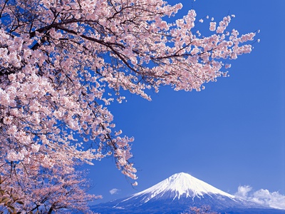 Cherry Blossoms With Mt. Fuji In Background by Michihiko Kanegae Pricing Limited Edition Print image