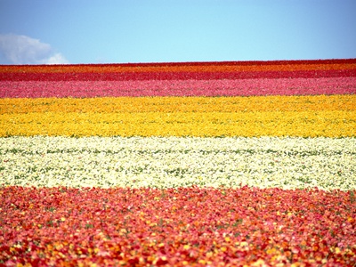 Rows Of Colorful Flowers by Masataka Fukasawa Pricing Limited Edition Print image