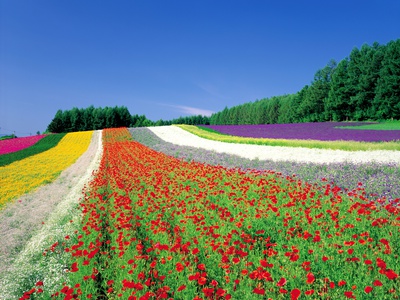 Field Of Colorful Flowers by Masataka Fukasawa Pricing Limited Edition Print image