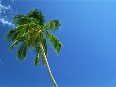 Palm Tree by Dan Merkel Pricing Limited Edition Print image