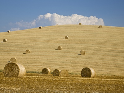 Italy, Tuscany, Bales Of Straw On Corn Fields by Fotofeeling Pricing Limited Edition Print image