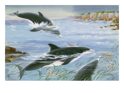 Rough Toothed Dolphins Swim Toward Octopi by National Geographic Society Pricing Limited Edition Print image