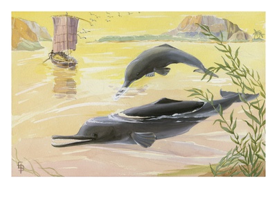 Almost Blind, The Ganges Dolphin Probes For Food With Its Snout by National Geographic Society Pricing Limited Edition Print image