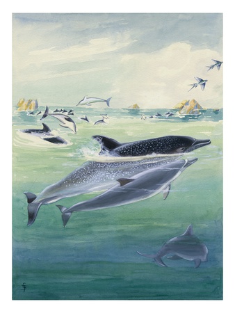 A Spinner Dolphin Calf Swims Close To Its Mother by National Geographic Society Pricing Limited Edition Print image