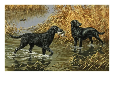 Curly-Coated And Flat-Coated Retrievers Retrieve  Ducks In A Marsh by National Geographic Society Pricing Limited Edition Print image