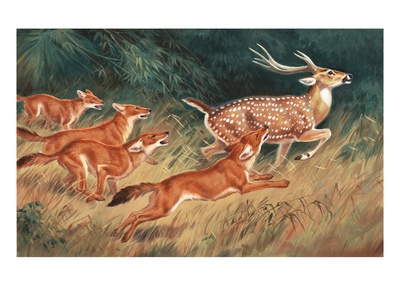 A Pack Of Dholes Chase A Deer by National Geographic Society Pricing Limited Edition Print image