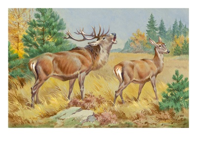 This Painting Depicts Two European Red Deer In A Forest by National Geographic Society Pricing Limited Edition Print image