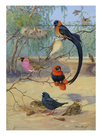 Whydahs, Red-Bellied And Orange Weaverbirds Share A Branch by National Geographic Society Pricing Limited Edition Print image