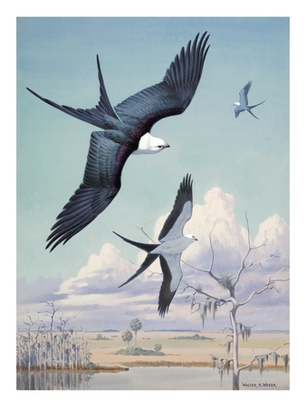 Three Swallow-Tailed Kite Birds Soar Over Southern Swamp Land by National Geographic Society Pricing Limited Edition Print image