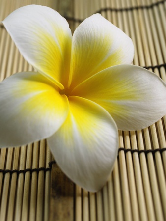 Frangipani Blossom by Nugene Chiang Pricing Limited Edition Print image