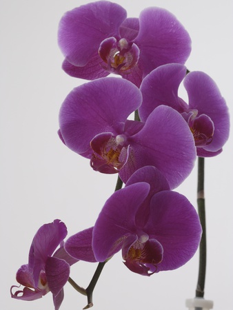 Purple Orchids by Astock Pricing Limited Edition Print image