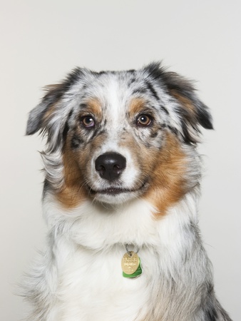 Australian Shepard by Brian Summers Pricing Limited Edition Print image