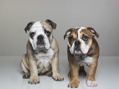 Bull Dog Puppies by Brian Summers Pricing Limited Edition Print image