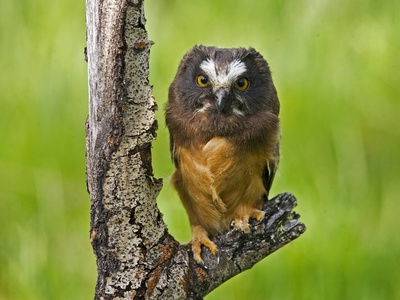 Northern Saw-Whet Owl (Aegolius Acadicus), Bc Grasslands by Chris Harris Pricing Limited Edition Print image